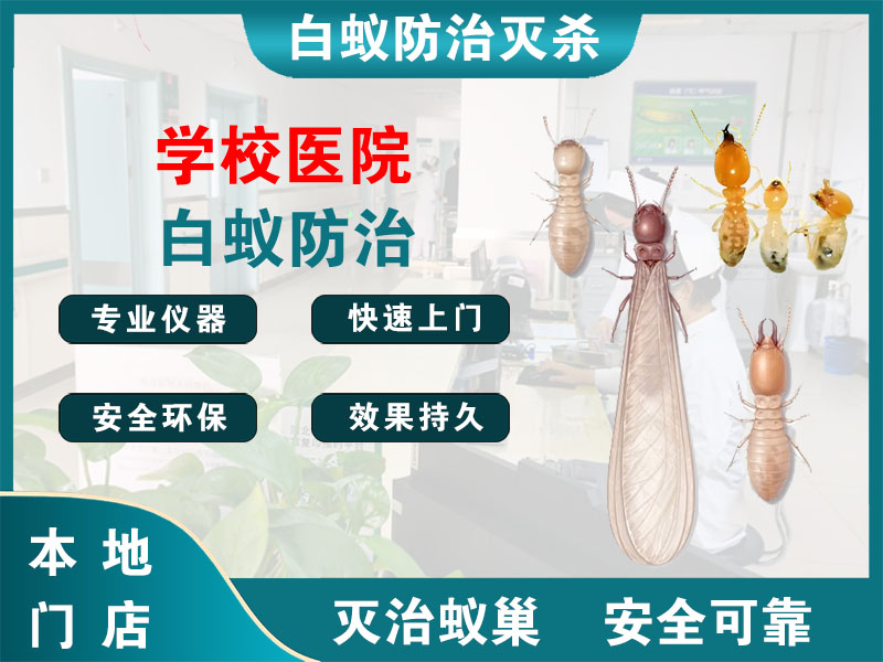 普陀区学校医院白蚁防治