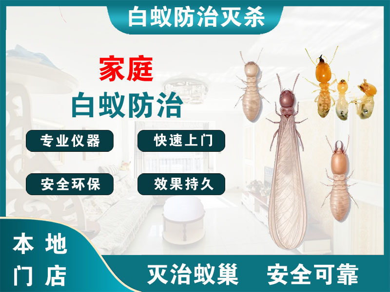 普陀区家庭白蚁防治