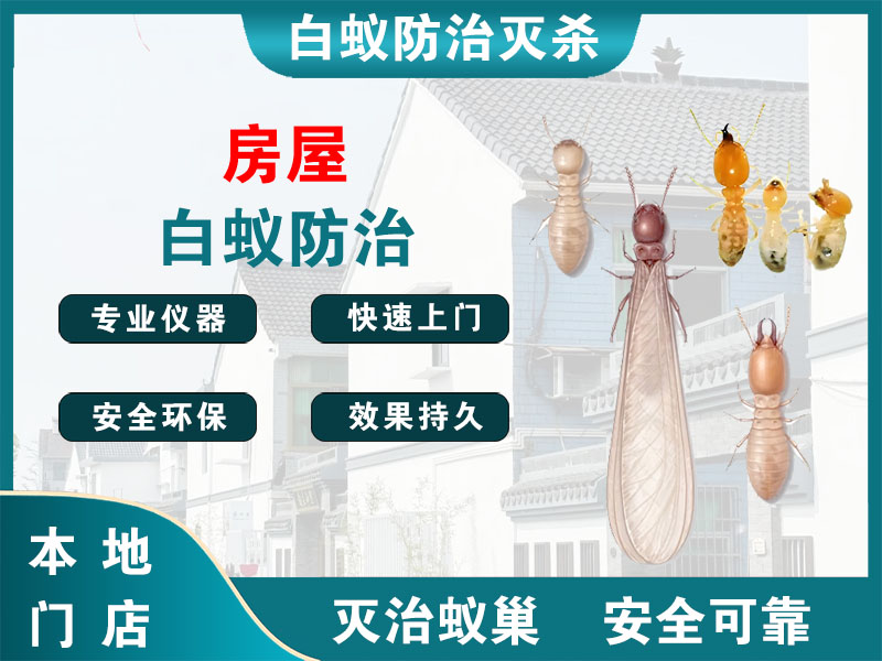 普陀区房屋白蚁防治